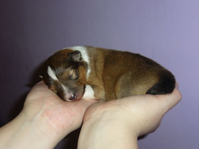 Bibi