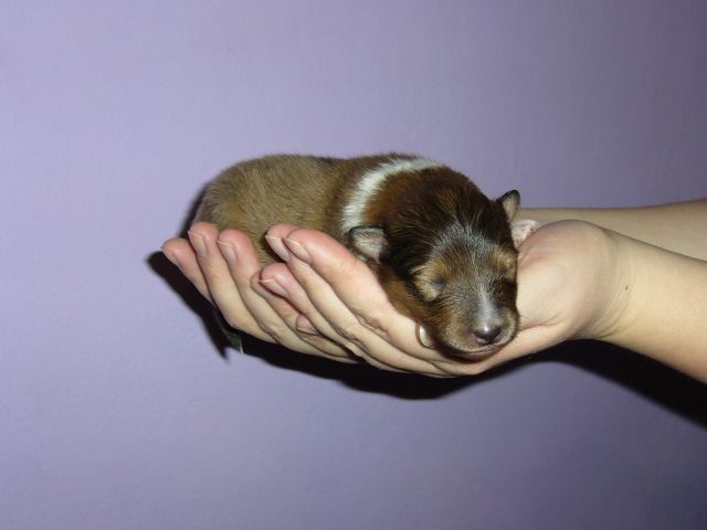 Baron Lexus Baron Lexus